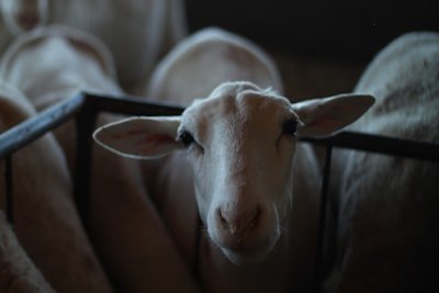 Vegan Documentaries